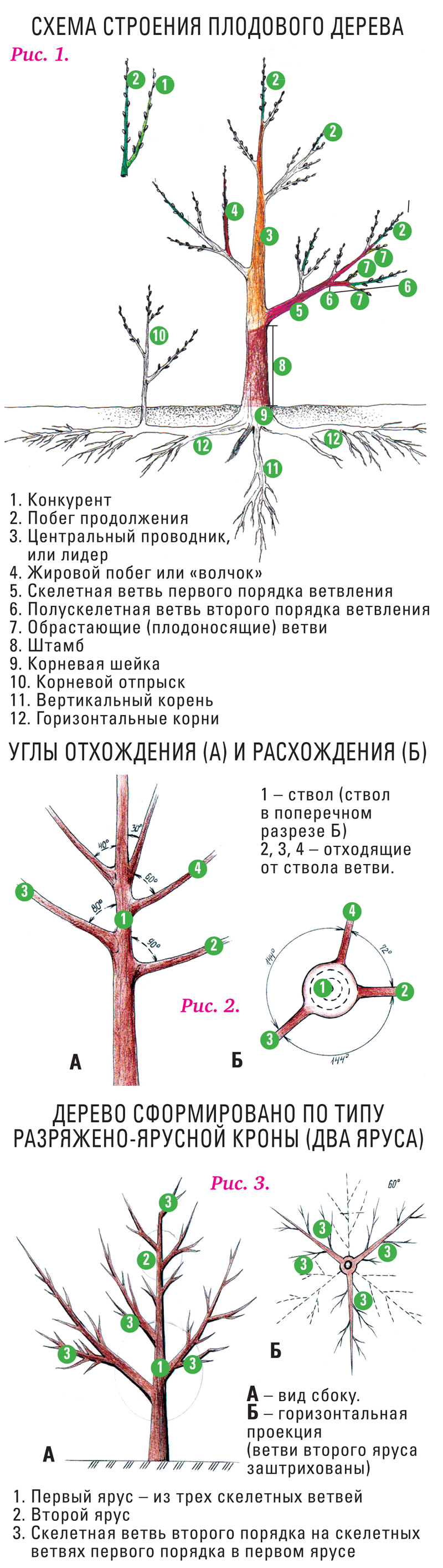 Хочешь урожай большой – режь не дрогнувшей рукой! | СЦ 